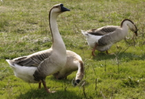 Крупные серые гуси